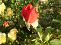 60ca9de2-Picture 3123.jpg